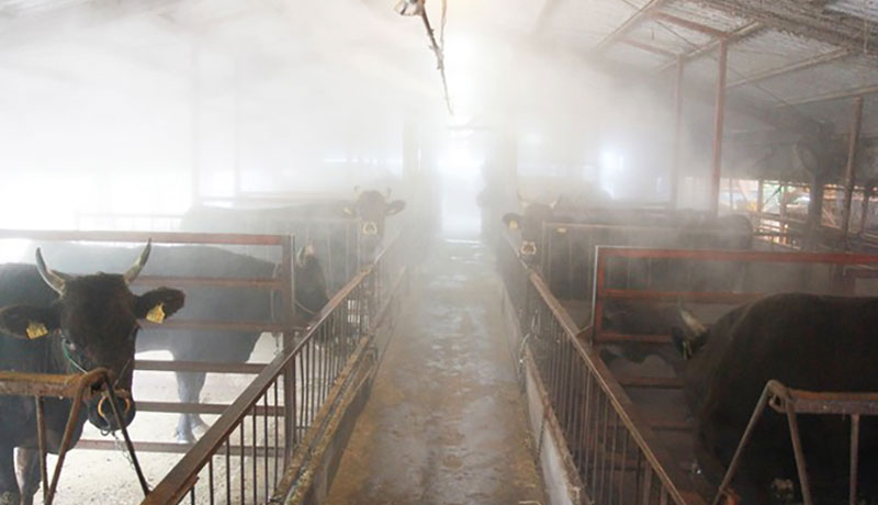 Hypochlorous Acid Generator Livestock Disinfection.jpg